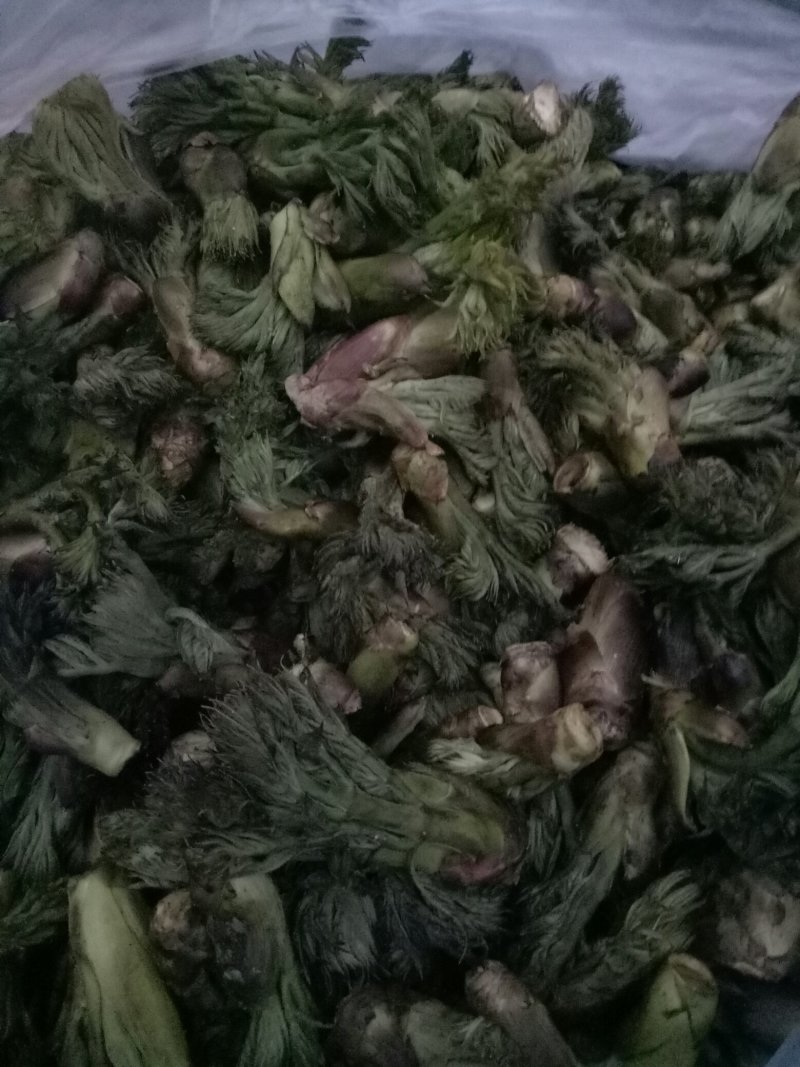 批发刺嫩芽潮鲜芽