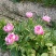 芍药苗
