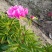 芍药苗