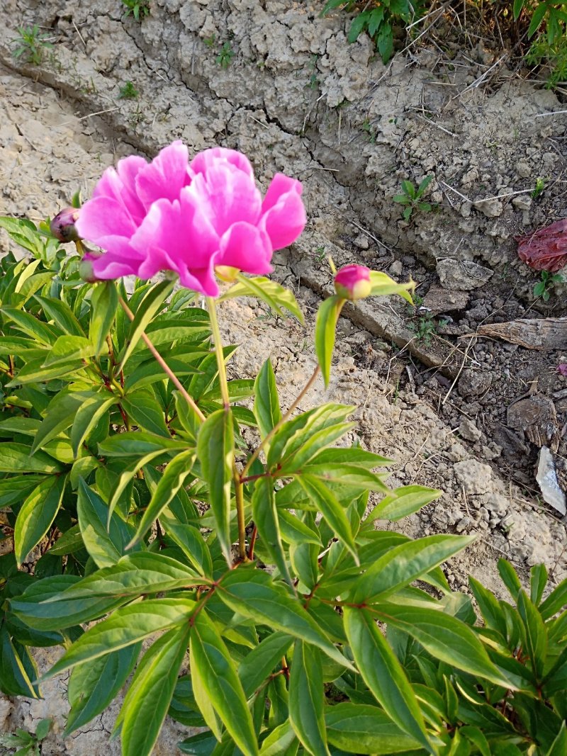 芍药苗