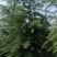 1米2米3米4米5米雪松松树可视频看货基地直销