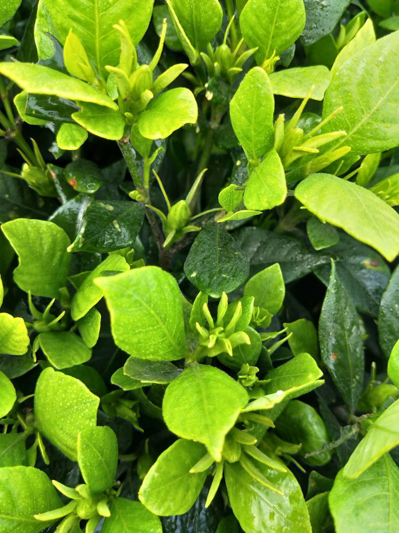 栀子花