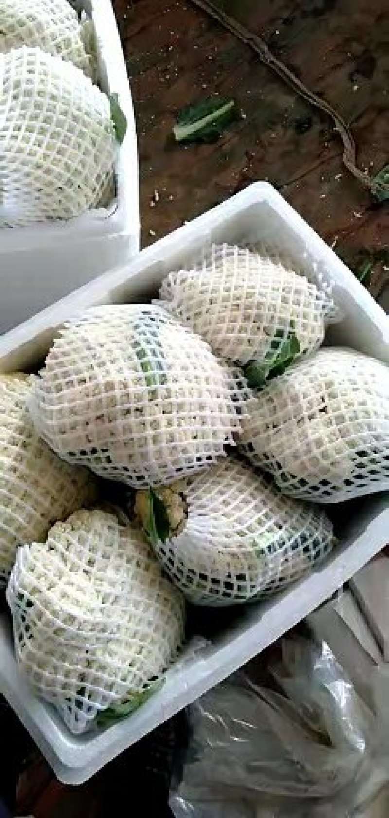 【荐】菜花花菜松花菜河北松花菜物美价廉销量高走货快热卖中