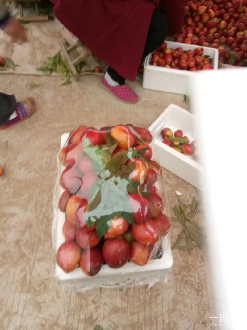油桃