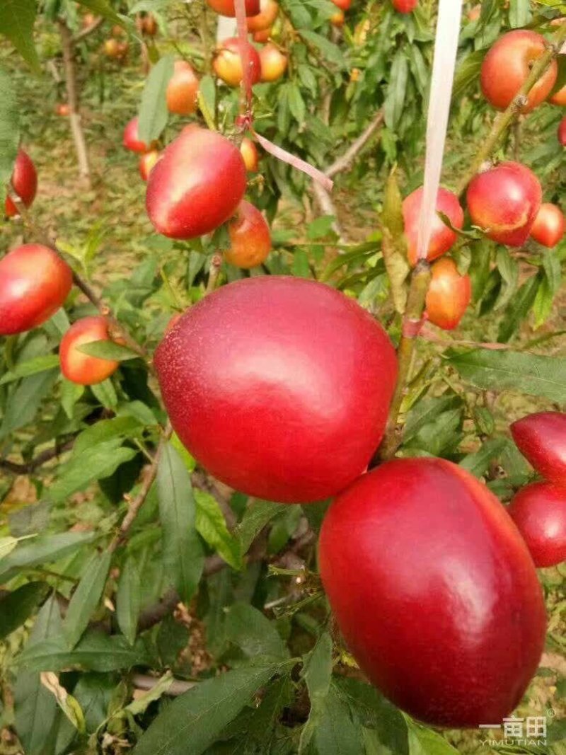 油桃