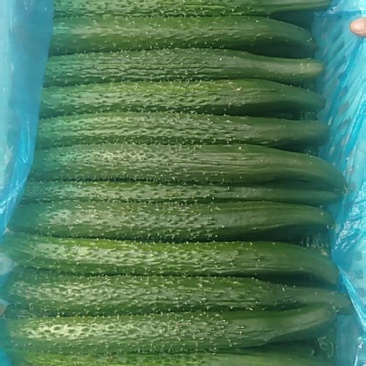 【荐】黄瓜春秋黄瓜河北黄瓜干花带刺22~25公分走货快