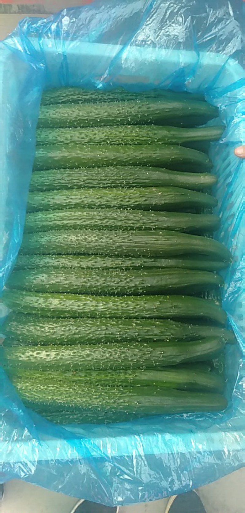 【荐】黄瓜春秋黄瓜河北黄瓜干花带刺22~25公分走货快