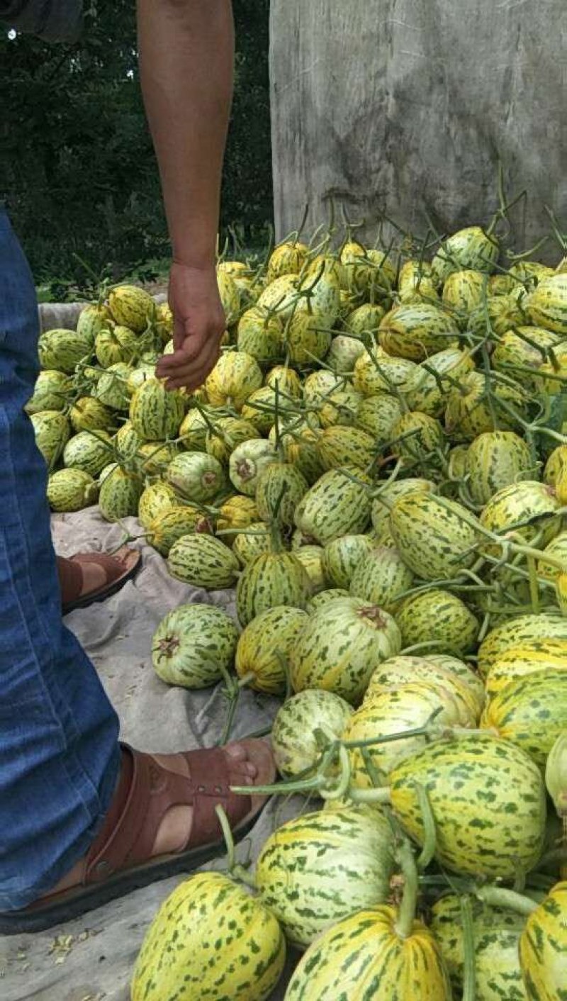 花蕾甜瓜，（花美人）山东惠民万亩甜瓜之乡，货源充足，产地