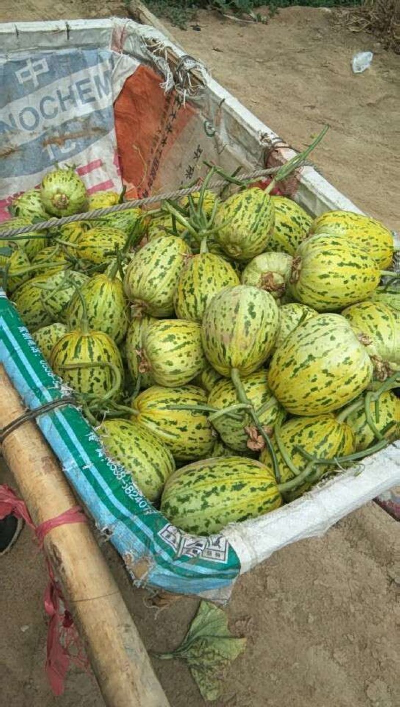 花蕾甜瓜，（花美人）山东惠民万亩甜瓜之乡，货源充足，产地