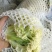 精品有机菜花松菜花花椰菜个头均匀一手货源