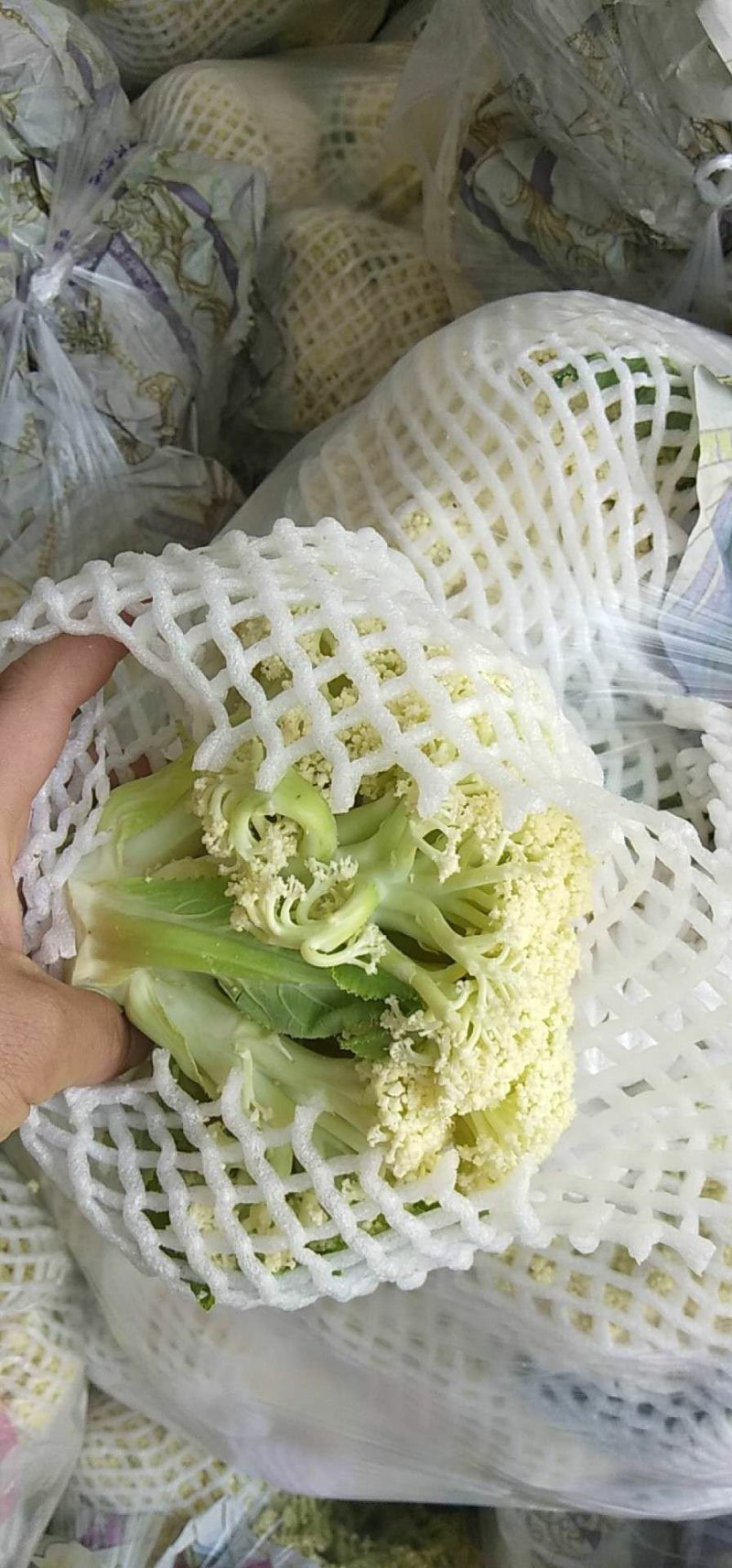精品有机菜花松菜花花椰菜个头均匀一手货源