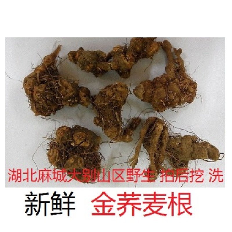 金荞麦根野生新鲜苦荞麦根