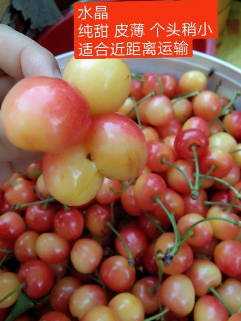 沂水夏蔚镇樱桃小镇红灯美早水晶布鲁克斯