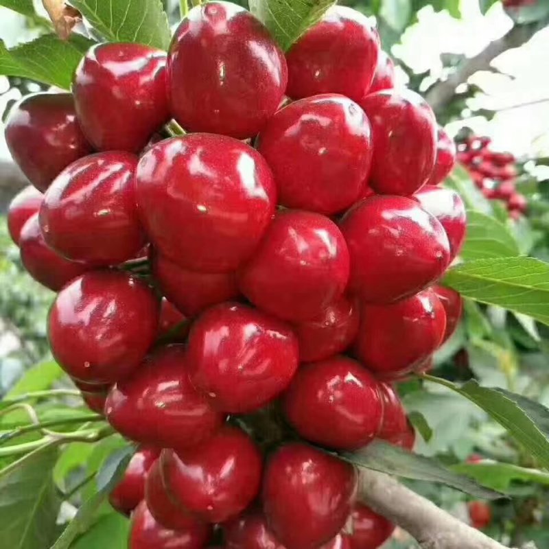 沂水夏蔚镇樱桃小镇红灯美早水晶布鲁克斯