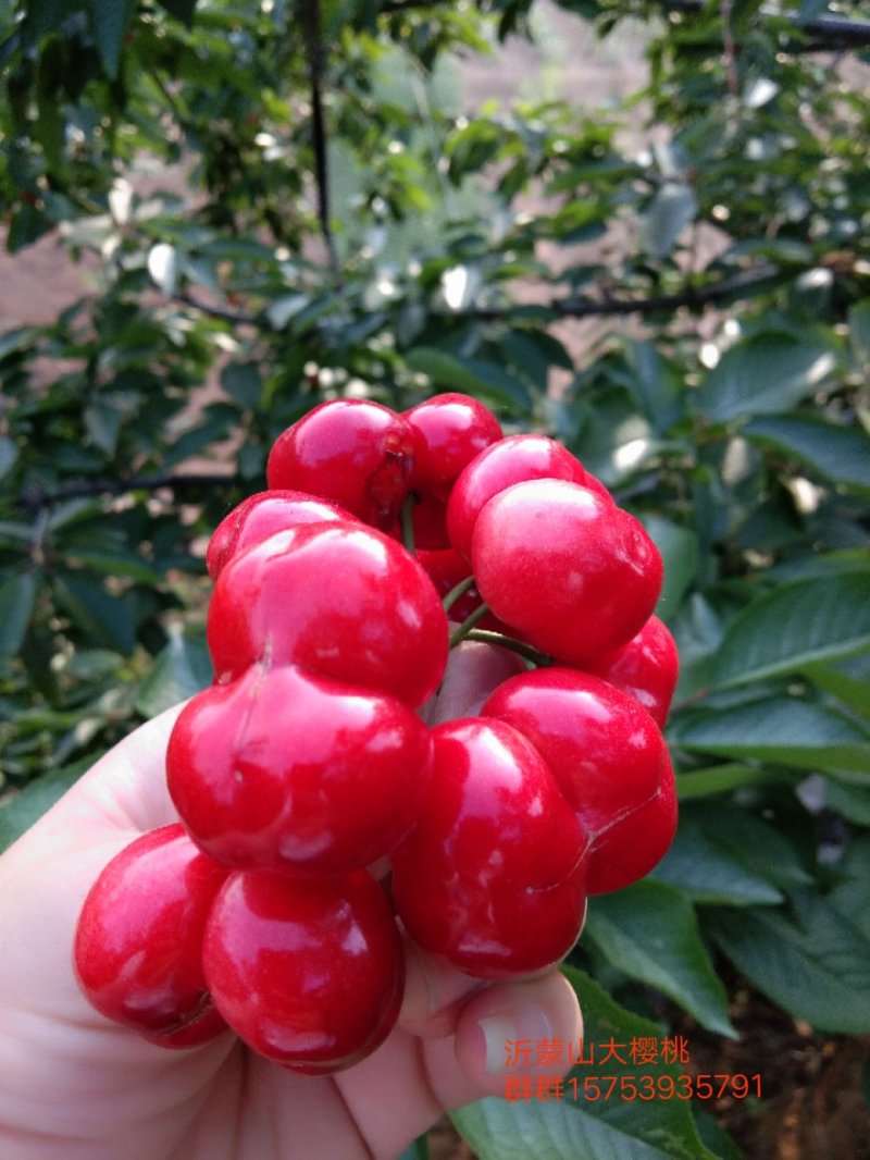 沂水夏蔚镇樱桃小镇红灯美早水晶布鲁克斯