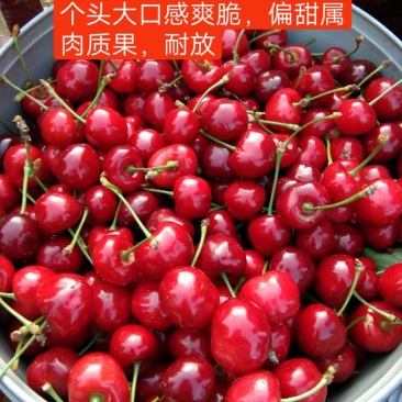 沂水夏蔚镇樱桃小镇红灯美早水晶布鲁克斯