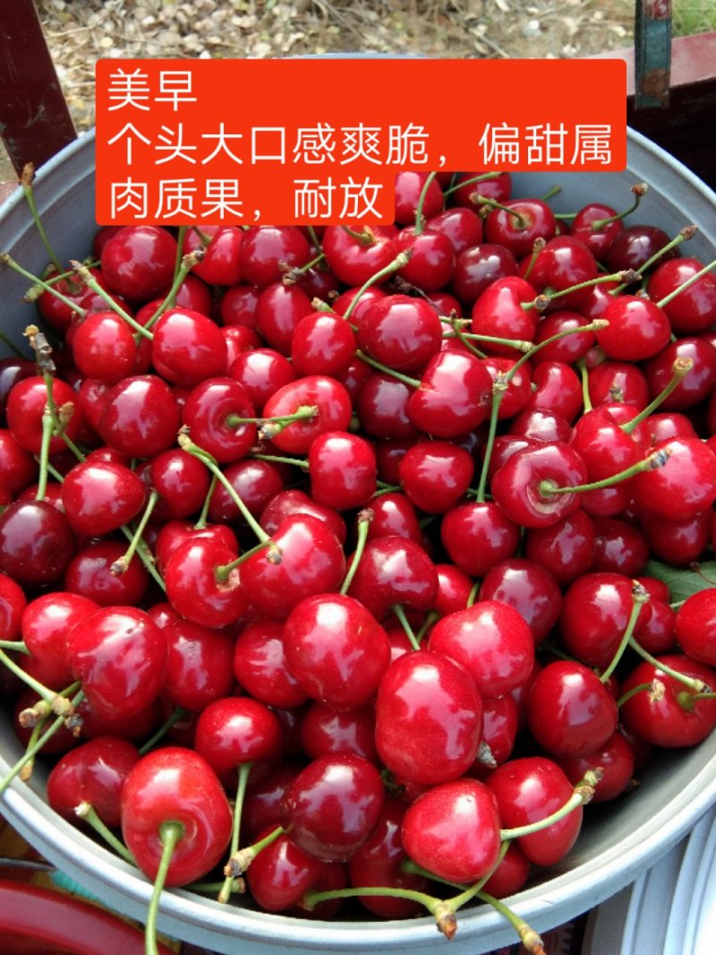 沂水夏蔚镇樱桃小镇红灯美早水晶布鲁克斯