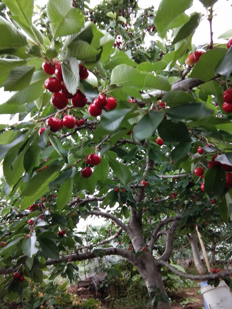 沂水夏蔚镇樱桃小镇红灯美早水晶布鲁克斯