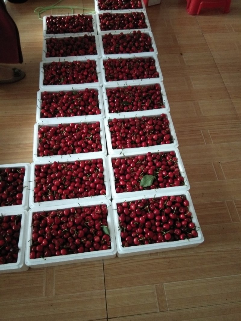 沂水夏蔚镇樱桃小镇红灯美早水晶布鲁克斯