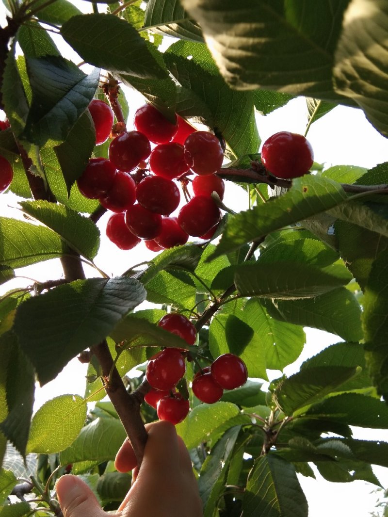 沂水夏蔚镇樱桃小镇红灯美早水晶布鲁克斯