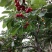 沂水夏蔚镇樱桃小镇红灯美早水晶布鲁克斯