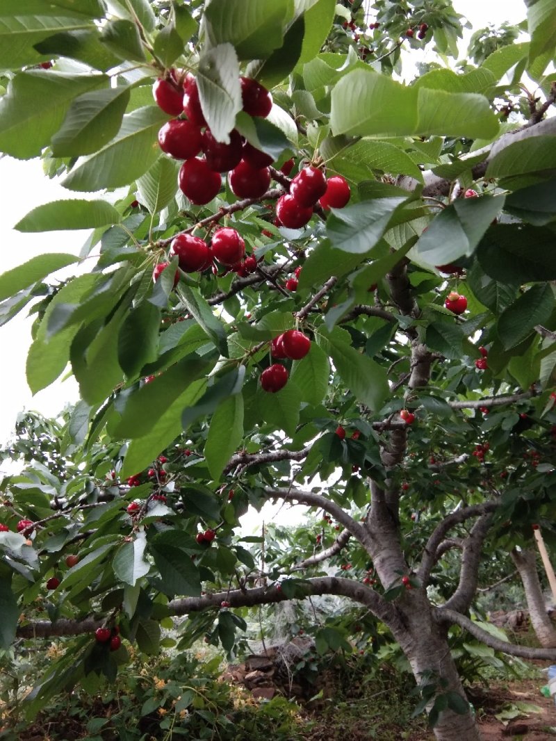 沂水夏蔚镇樱桃小镇红灯美早水晶布鲁克斯