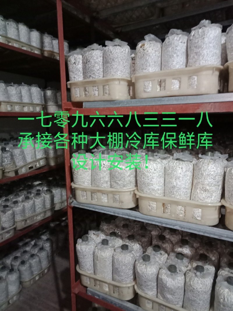 灵芝菌棒