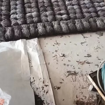 2019年福建产地自产自销无沙莱海带丝，现在预约