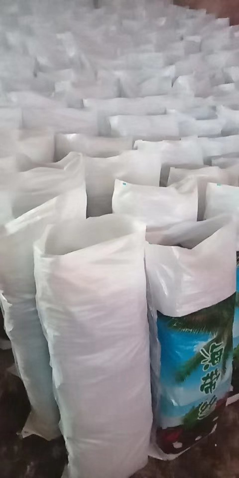 2019年福建产地自产自销无沙莱海带丝，现在预约