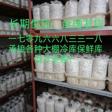 灵芝菌棒