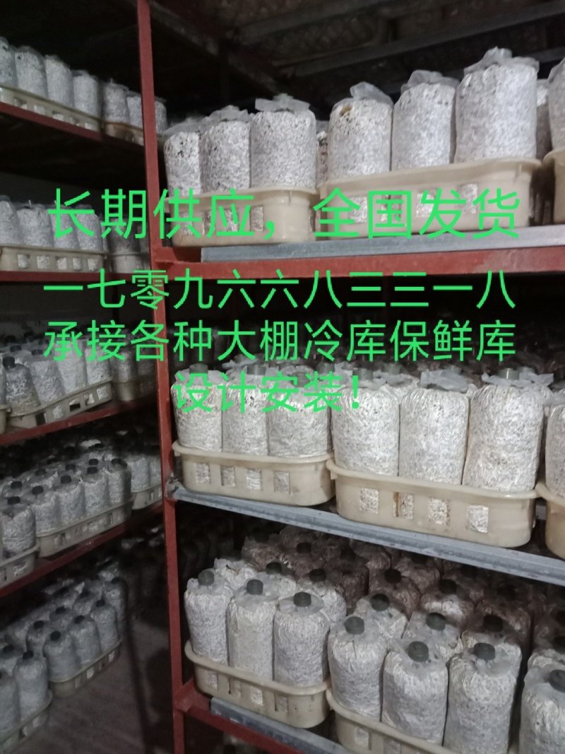 灵芝菌棒