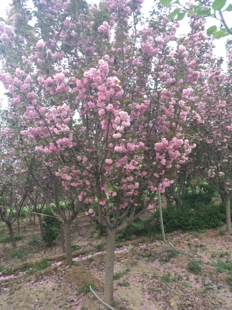 日本樱花晚樱