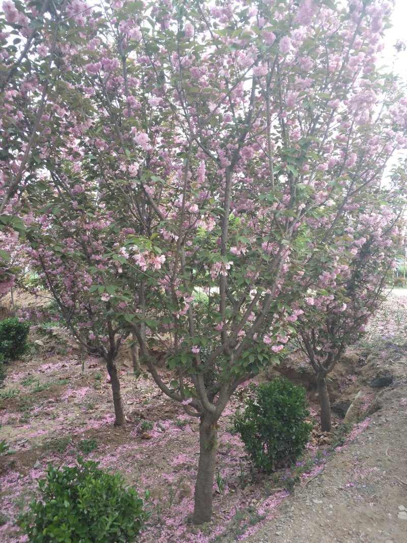 日本樱花晚樱