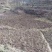 映山红