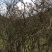 映山红