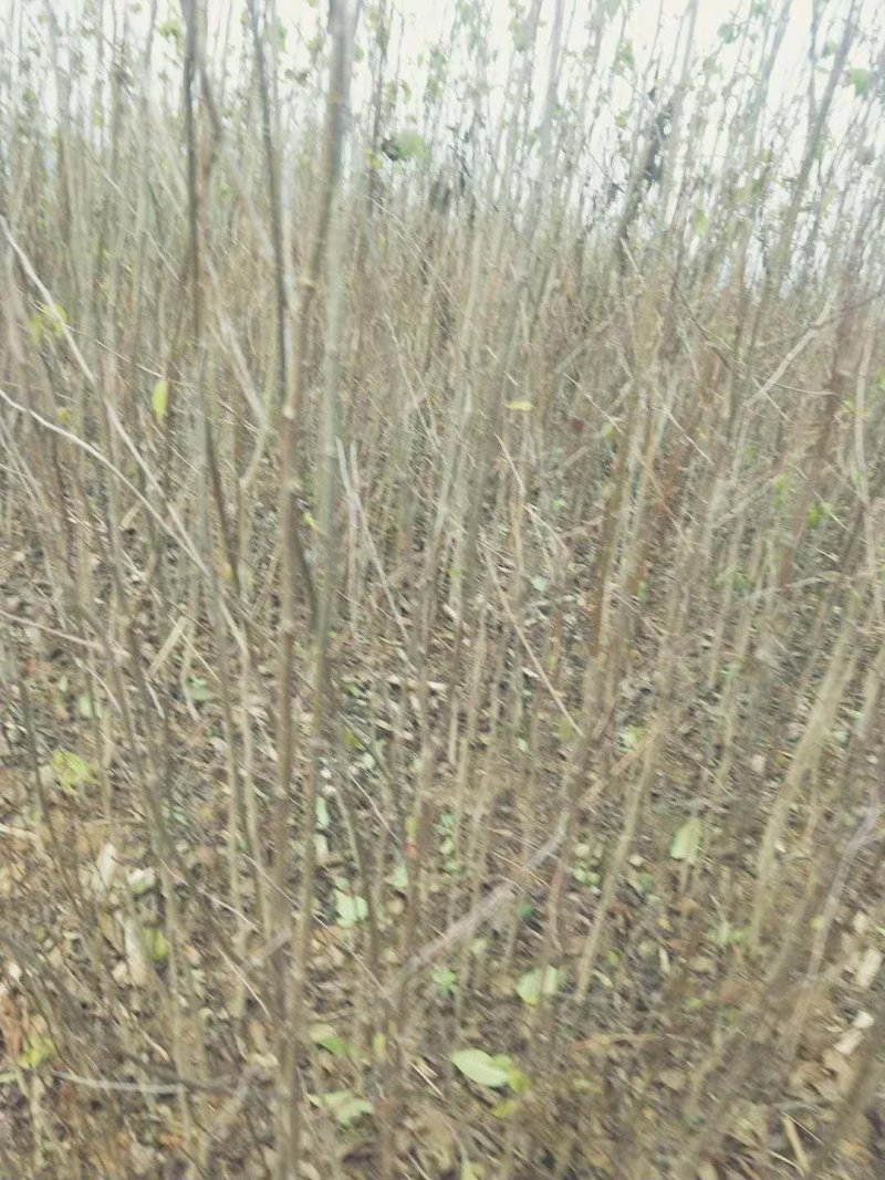 杜种苗