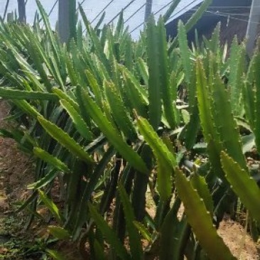 红心火龙果苗