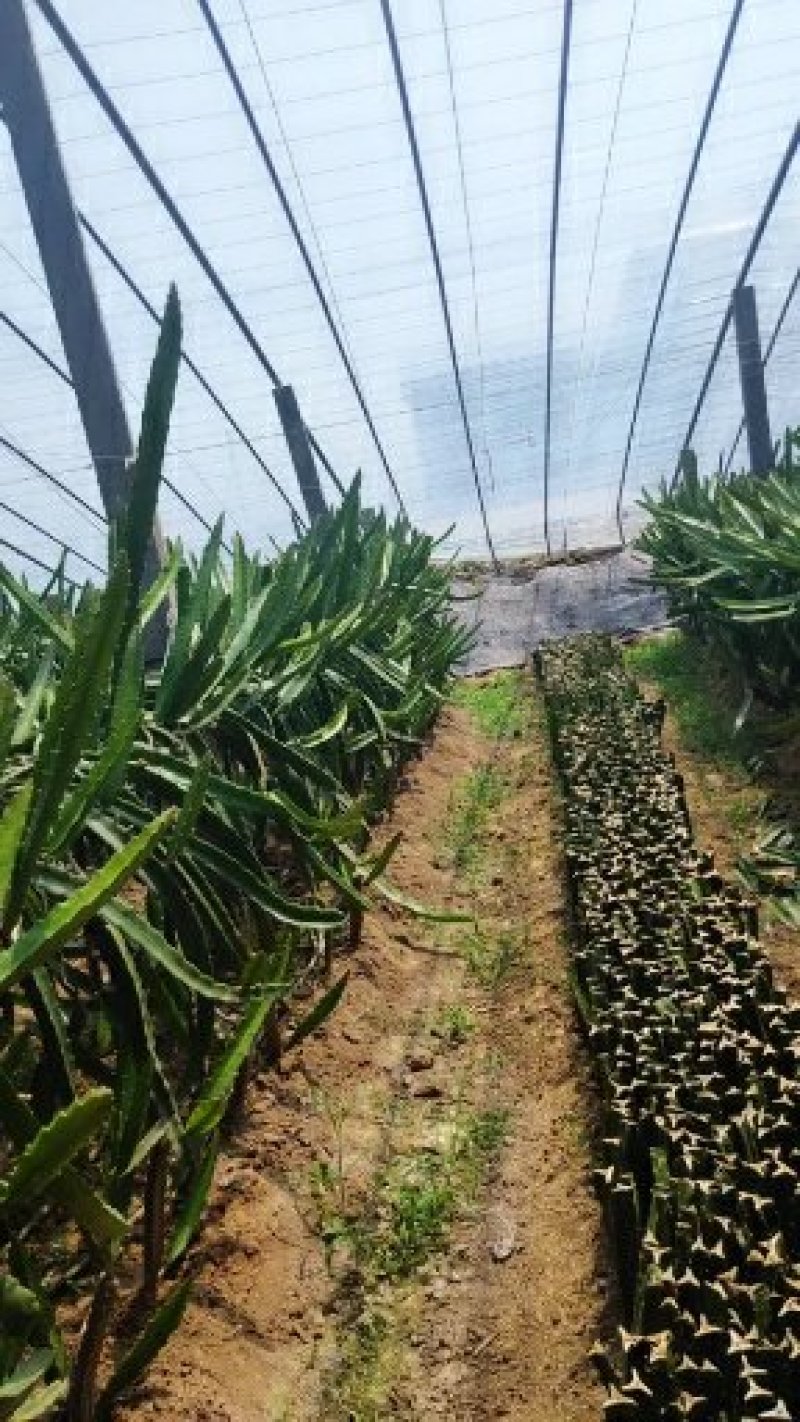 红心火龙果苗