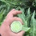 红叶香莴笋！产地直供！手工精细，价格平稳！欢迎订购！