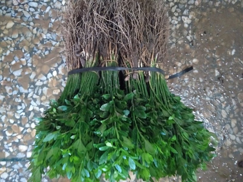 【热卖】枳壳苗枳壳小苗广西桂林阳朔枳壳苗包邮