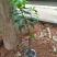 091无核沃柑苗杯苗，基地直销