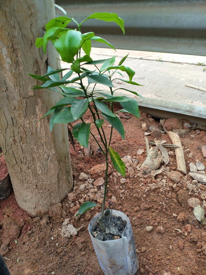 091无核沃柑苗杯苗，基地直销