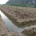 红心蜜柚苗福建红柚树苗批发原产地苗圃