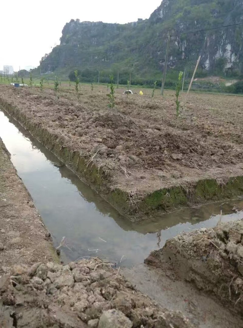 红心蜜柚苗福建红柚树苗批发原产地苗圃