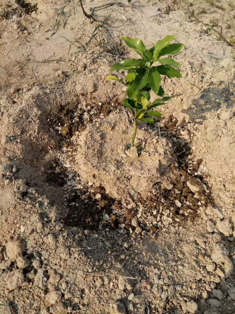 红心蜜柚苗福建红柚树苗批发原产地苗圃
