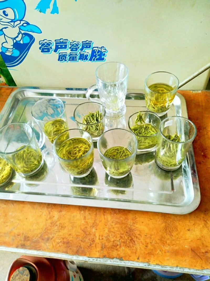 信阳毛尖：新茶清明节前茶