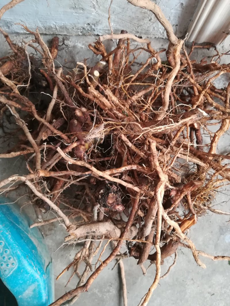 臭牡丹根野生新鲜根中药材