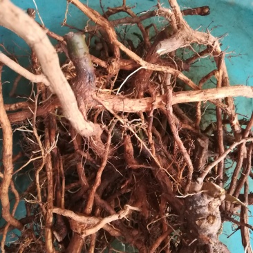 臭牡丹根野生新鲜根中药材