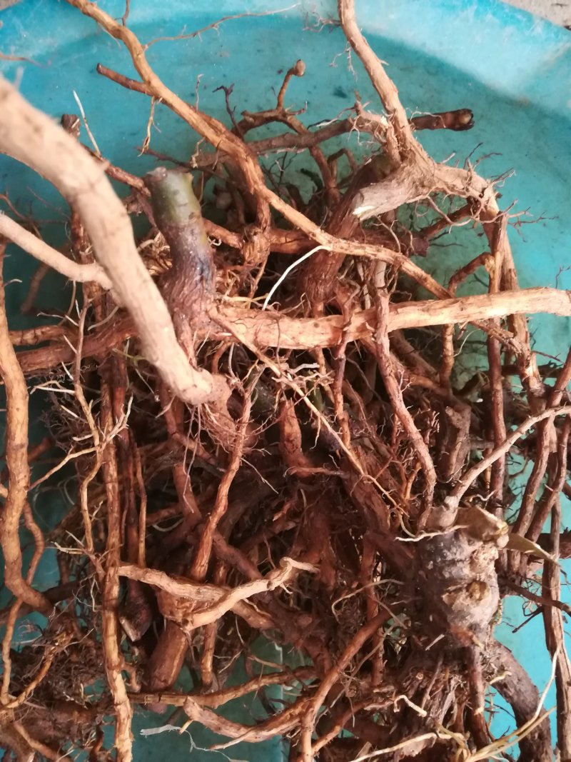臭牡丹根野生新鲜根中药材
