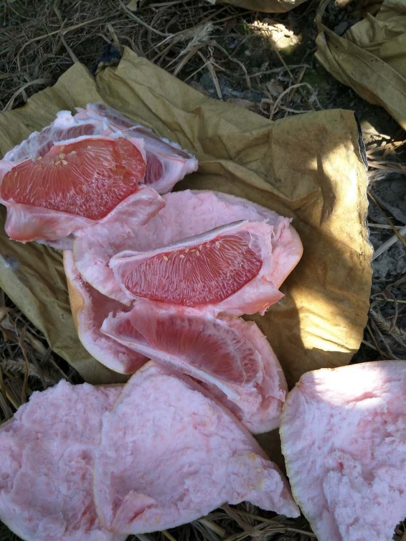 三红蜜柚苗红皮红肉柚子树苗大三红柚苗早熟高产